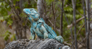 Mengenal Lebih Jauh Jenis Iguana dan Harganya di Indonesia