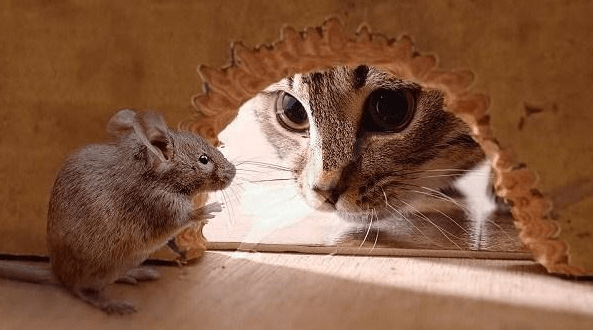 Cara Mengusir Tikus Dirumah yang merajalela dan membandel